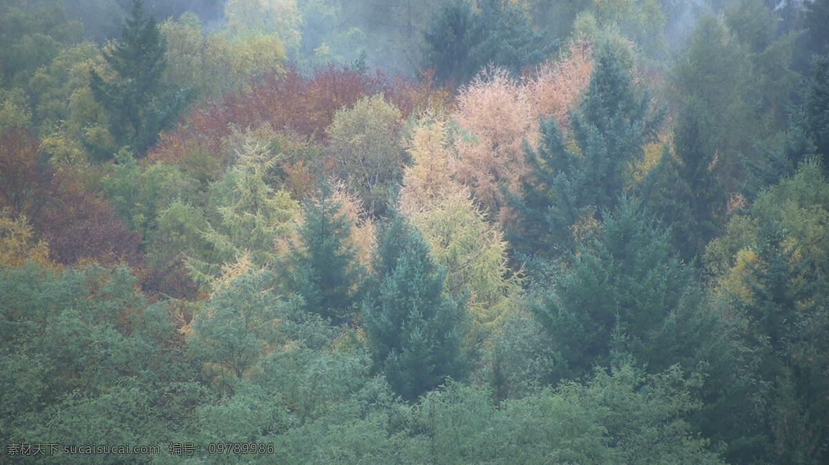树木 秋天 德国 股票 视频 橙色 红色 绿 色 视频免费下载 叶子 法兰克福 黄色的秋天 其他视频