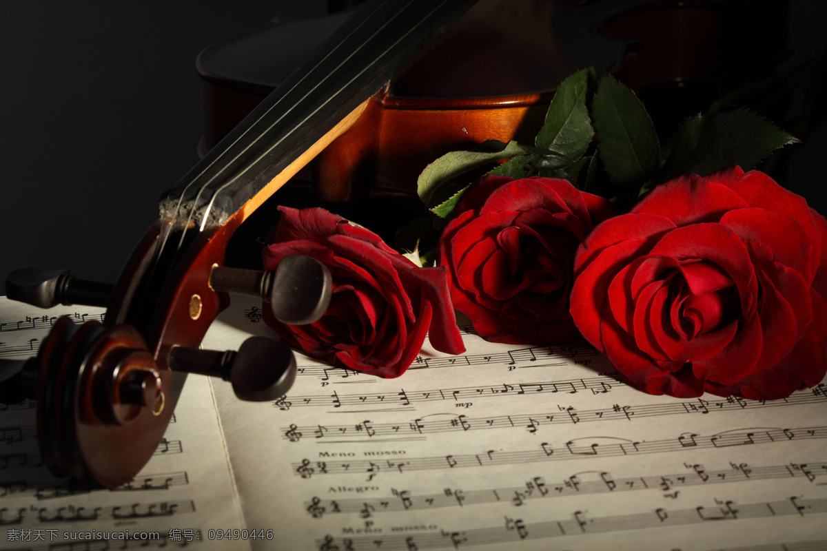玫瑰花 小提琴 乐谱 音符 小提琴特写 高清小提琴 中提琴 玫瑰 红玫瑰 鲜花 高清图片素材 文化艺术 舞蹈音乐