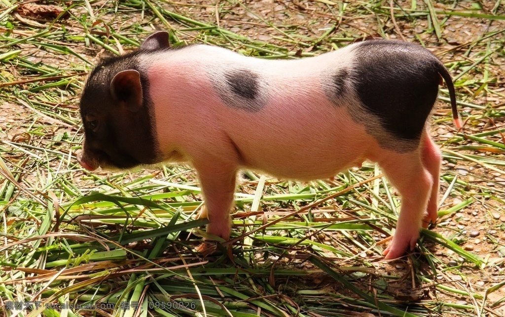 猪仔 猪 野猪 家猪 家畜 豕舒胖子 黑面郎 pig swine