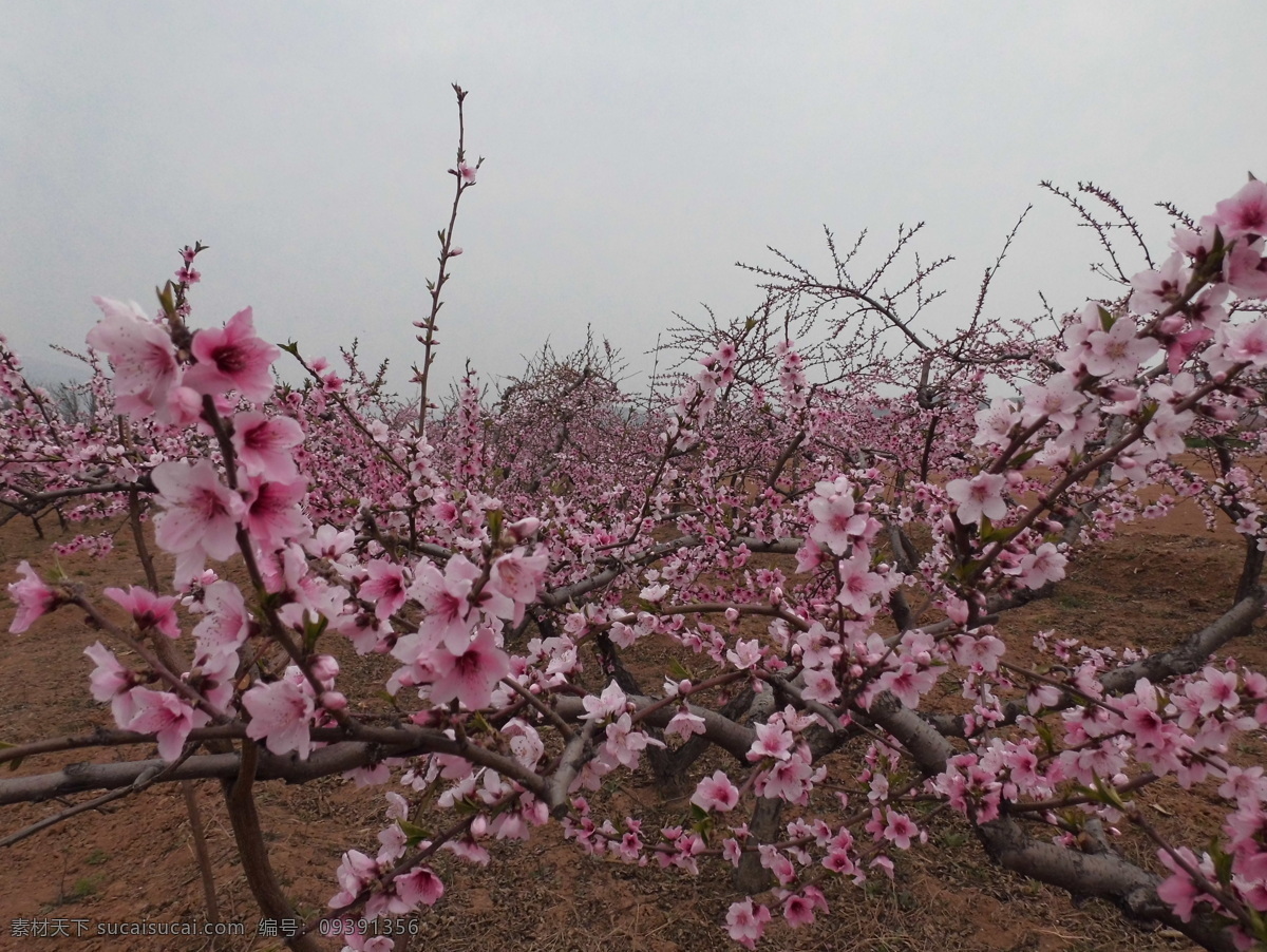 桃花 春天桃花 花草 生物世界 桃园 田园 桃花红 psd源文件