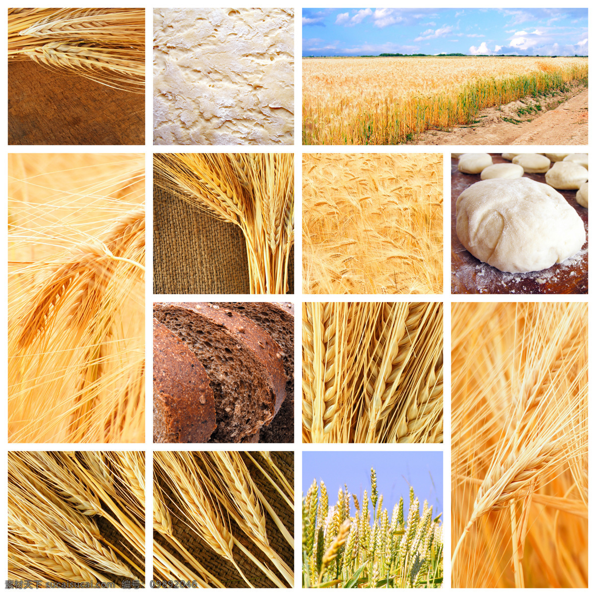 麦子 丰收 图片集 自然风景 麦田 麦穗 全麦面包 丰收景象 秋景 秋意 山水风景 风景图片