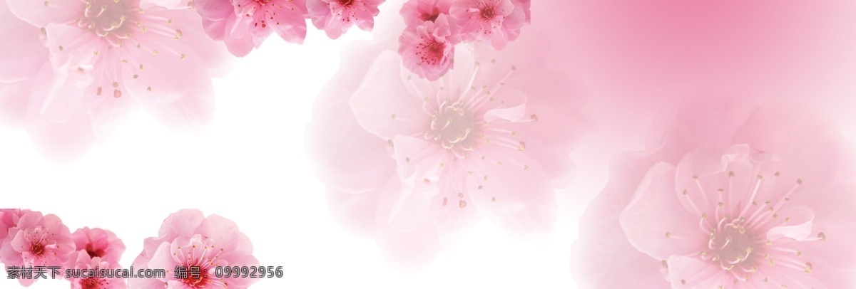 粉色 花 背景 粉色花背景 1920 淘宝 海报 淘宝素材 淘宝促销标签