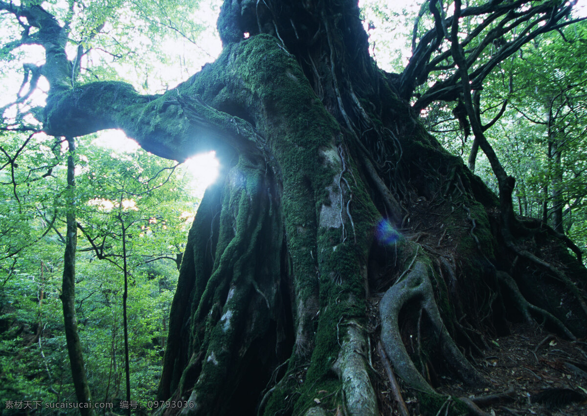 树林图片 森林树木 树林风景图片 树林高清图片 树木树叶 植物素材 生物世界 高清图片 花草树木