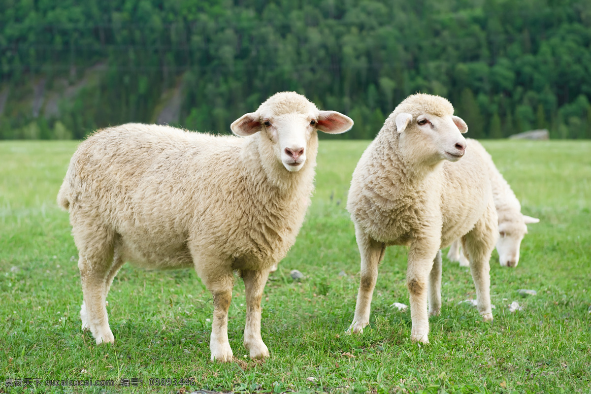 草地 上 绵羊 草地上的绵羊 羊 小羊羔 动物世界 动物摄影 陆地动物 生物世界