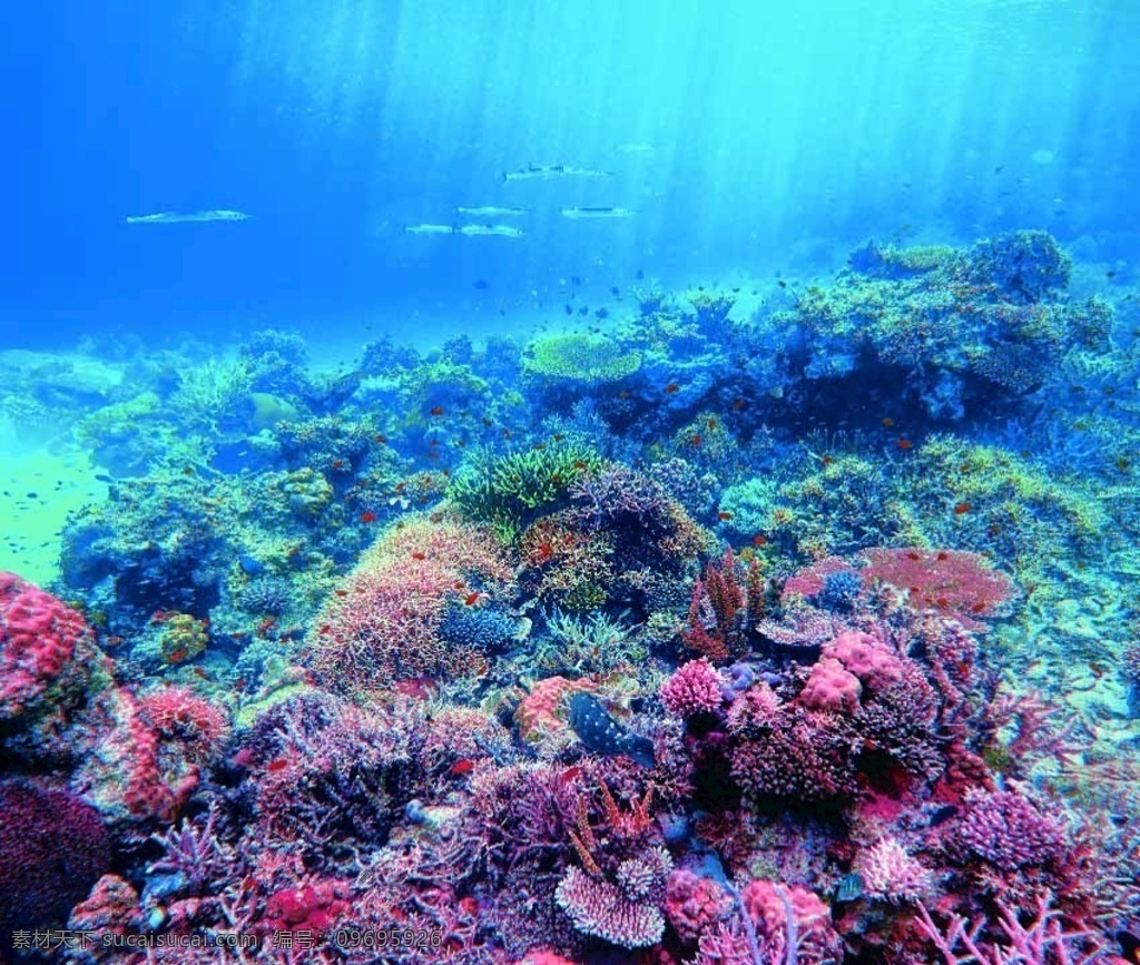 珊瑚 海底世界 海床 海底 沙滩 自然景观 自然风光