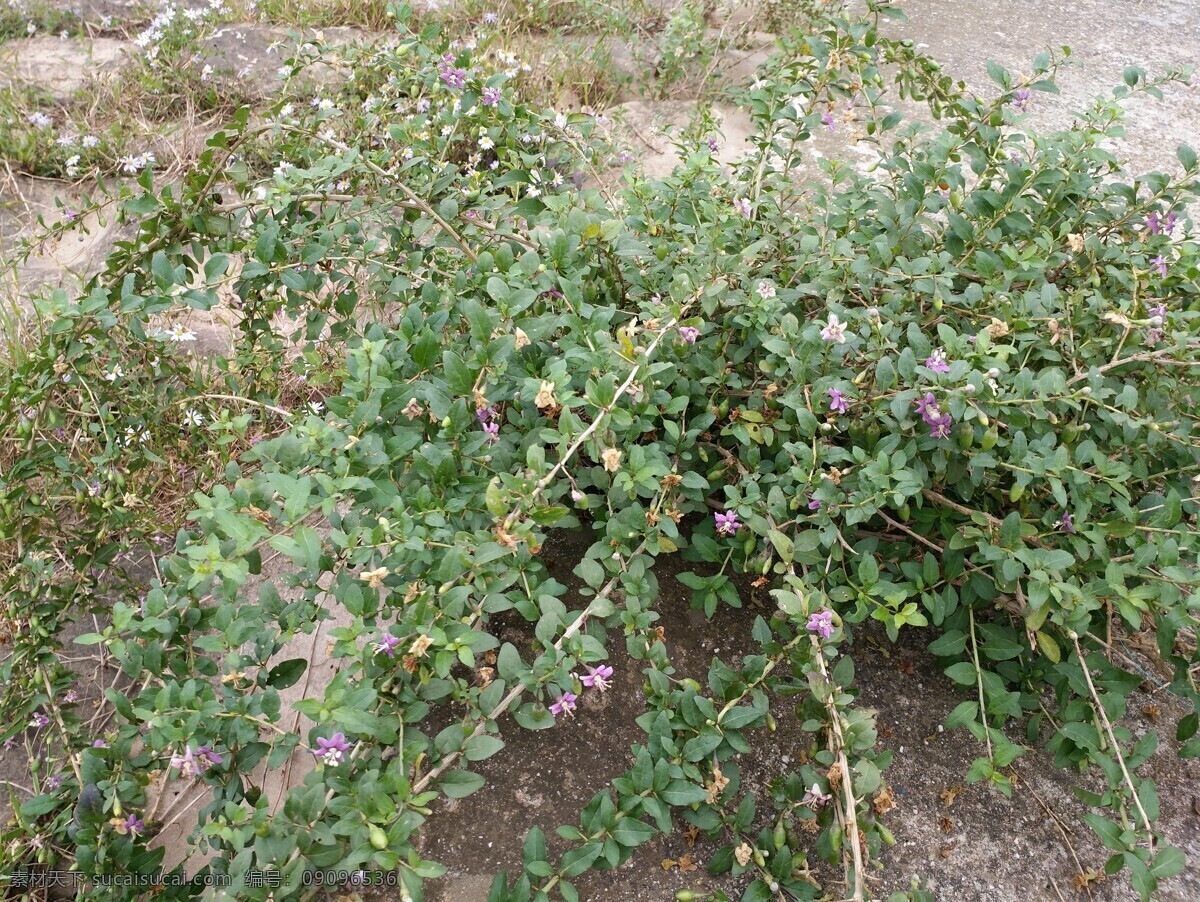 四川枸杞 玛瑙镇 梓潼 国内 田园风光 山水 绿色 蓝天 植物 乡间 小道 梓潼玛瑙 自然景观