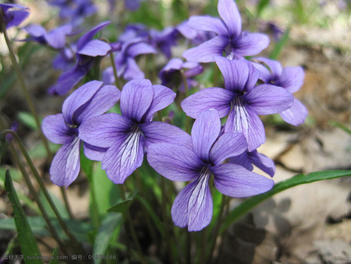 紫花地丁 春天 地丁 野花 野外 紫花 生物世界 花草