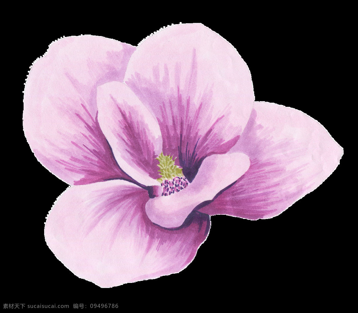 朵 紫色 美丽 花朵 一朵 简约 幽香 淡雅 优雅 漂亮 清新 红色
