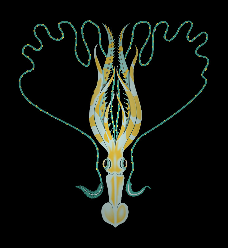鱿鱼免费下载 动物 海 海洋 卡拉马罗 cefalopode 头足类 海怪 母马 欧神诺 触手 tentacolo 插画集