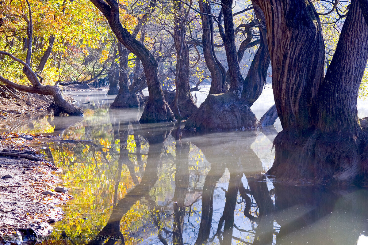 森林 风光 背景 风景 季节 旅游 森林风光 摄影图库 树 树林 树木 休闲 自然 自然风景 自然景观 生活 旅游餐饮
