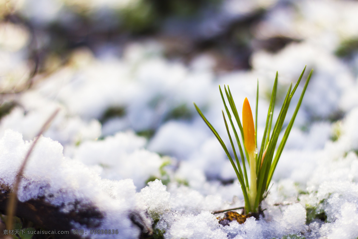 雪地 里 雪 滴 花花 骨朵 雪滴花 花骨朵 花朵 鲜花 其他类别 环境家居