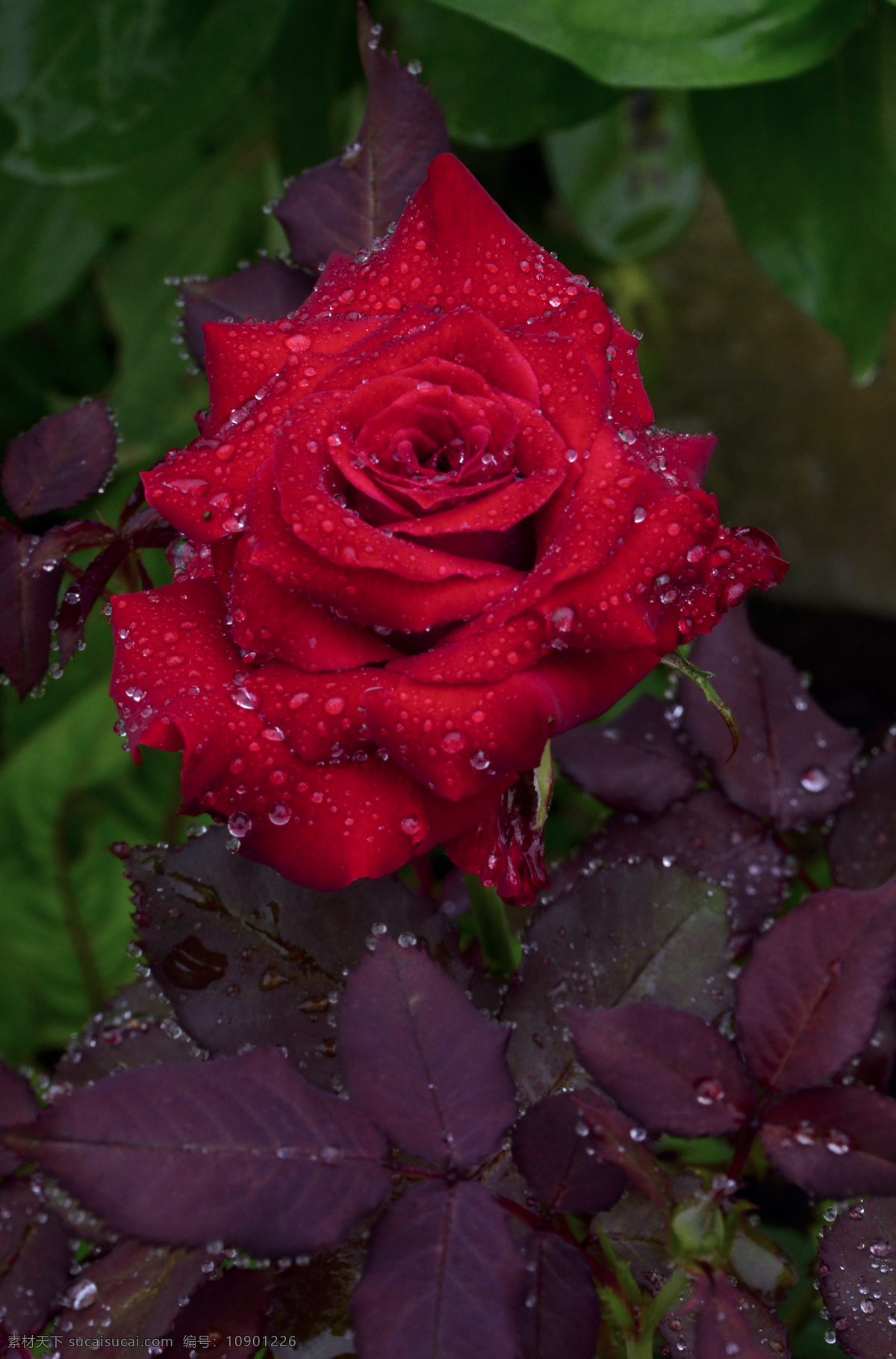 玫瑰花 露珠玫瑰 红玫瑰 可爱玫瑰 生物世界 花草