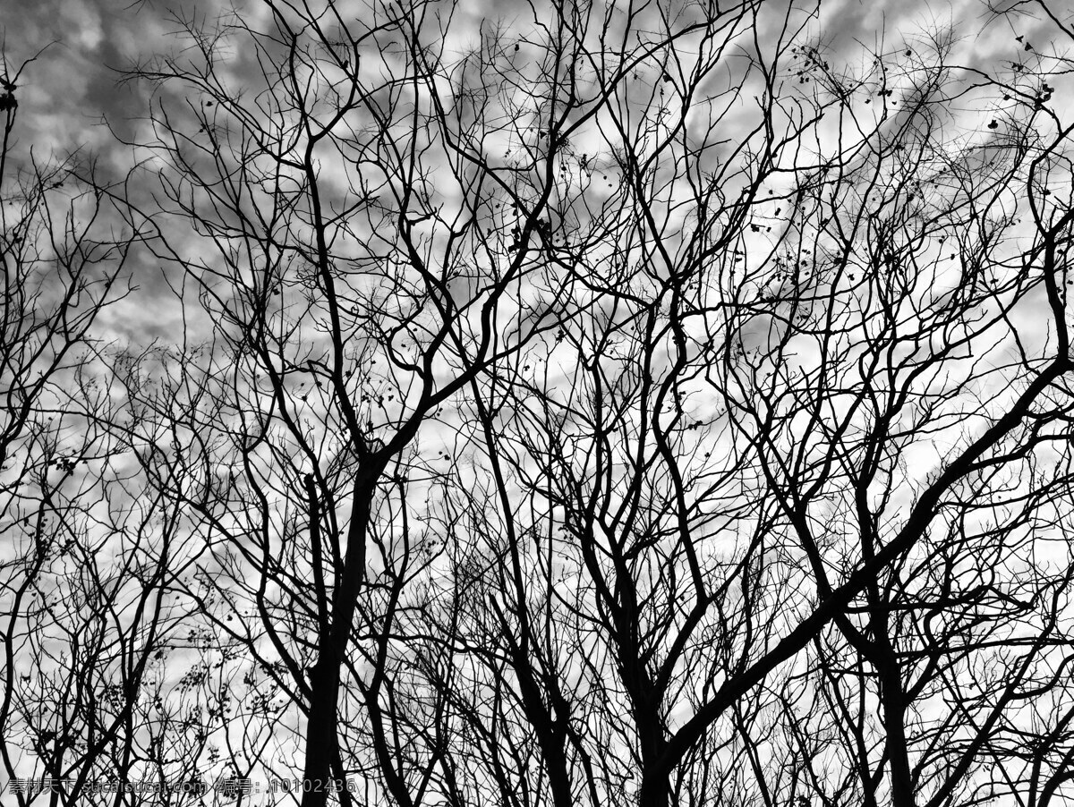 树枝 自然 枯枝 冬季 密集 黑白 自然景观 自然风景