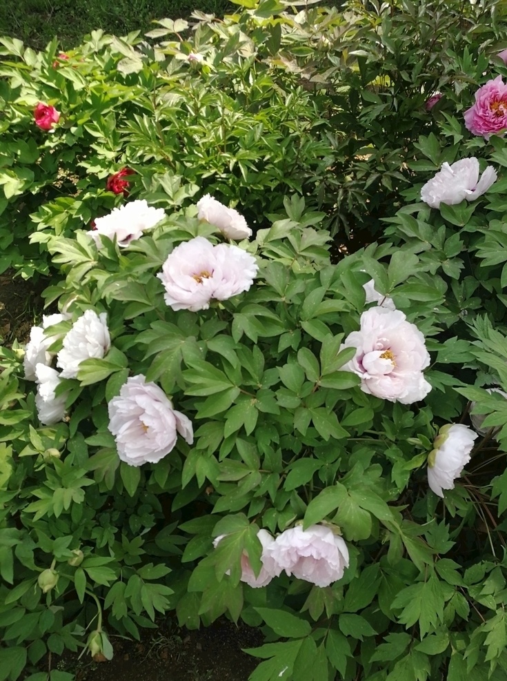 牡丹图片 粉色 白色 红色 牡丹 蜜蜂 照片 雍容华贵 富贵牡丹 花朵 花开 花卉 植物 绿叶 园林 花园 自然景观 自然风景