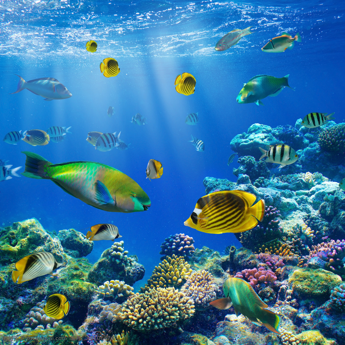海底世界 鱼 海底 水草 鱼类 海底素材 大海 海水 蓝色 梦幻 唯美 鱼群 海底世界图片 珊瑚 海洋 海洋生物 生物世界 动物生物