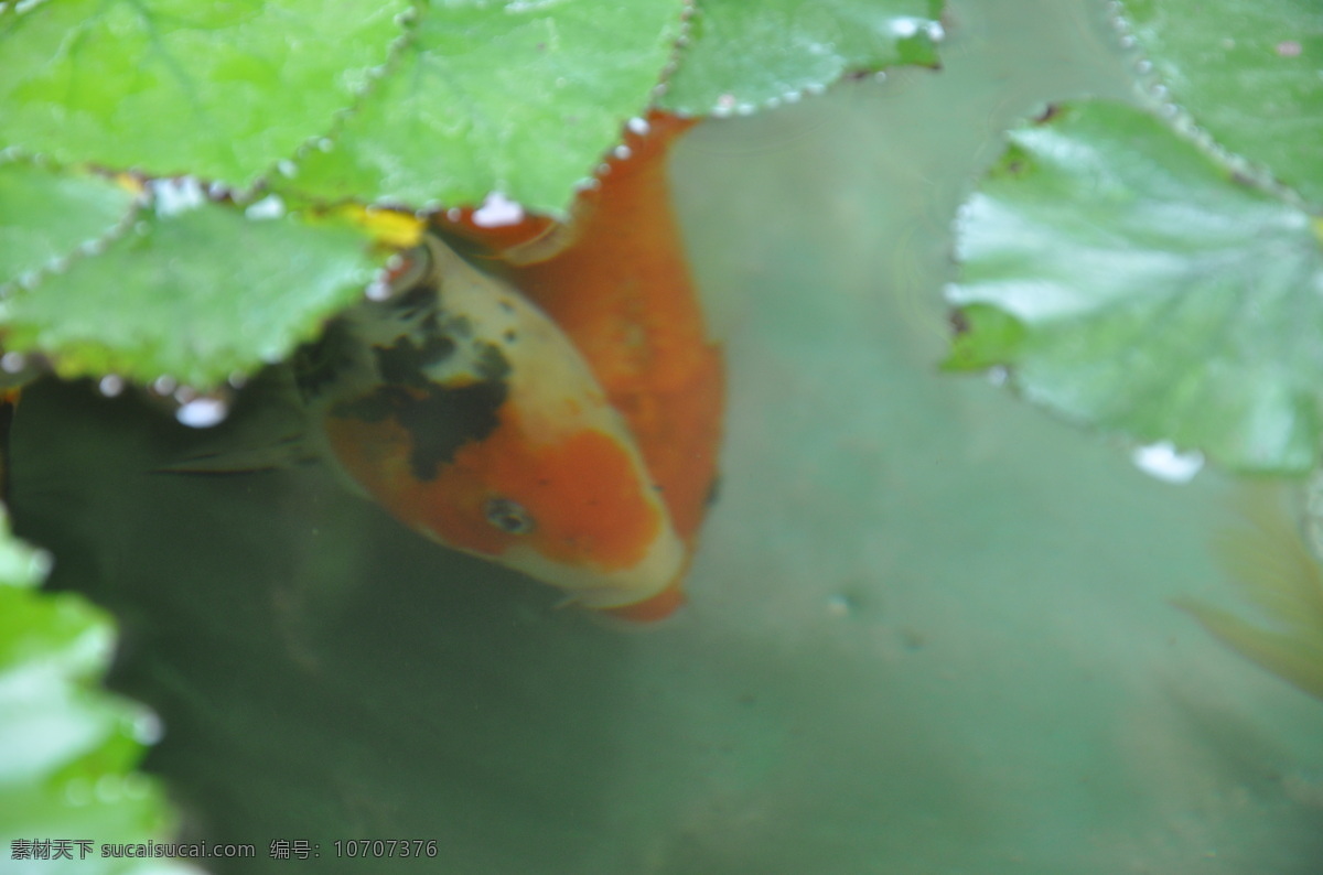 锦鲤 民居 生物世界 鱼类 福州 三坊七巷 小院