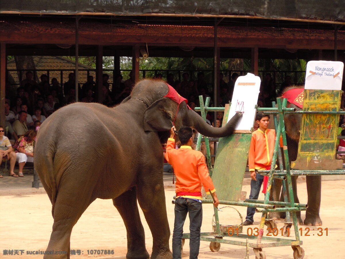 大象表演 大象 大象画画 画画 大象涂鸦 表演 演出 杂技 杂技表演 象群 驯象 驯象师 人物 观众 泰国大象 泰国大象表演 泰国演出 野生动物 生物世界