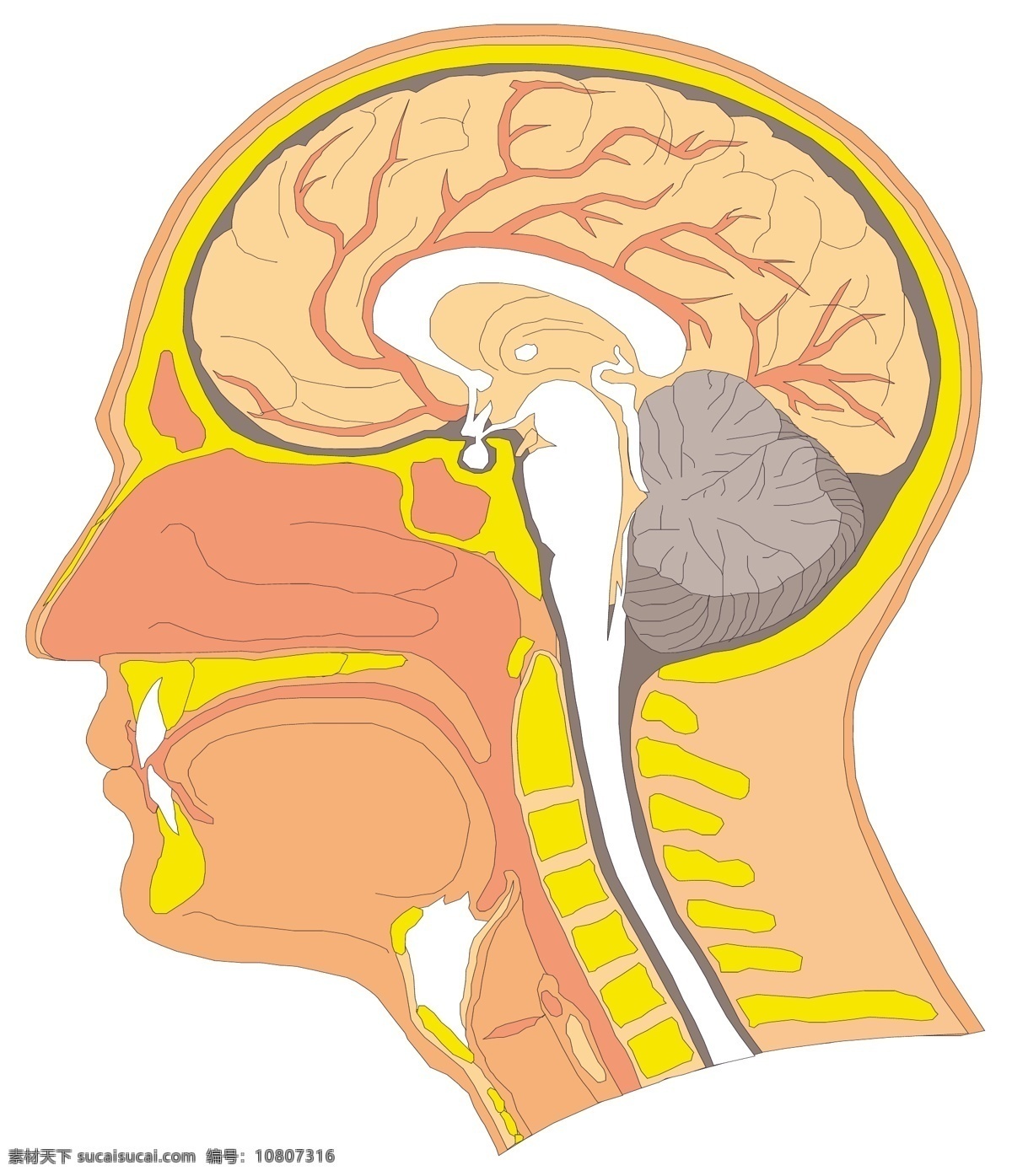 头颅 大脑 医用模型 矢量素材 eps0107 设计素材 结构模型 医疗卫生 矢量图库 白色