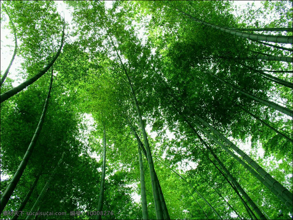 竹海 风景名胜 摄影图库 图 自然景观 矢量图 日常生活