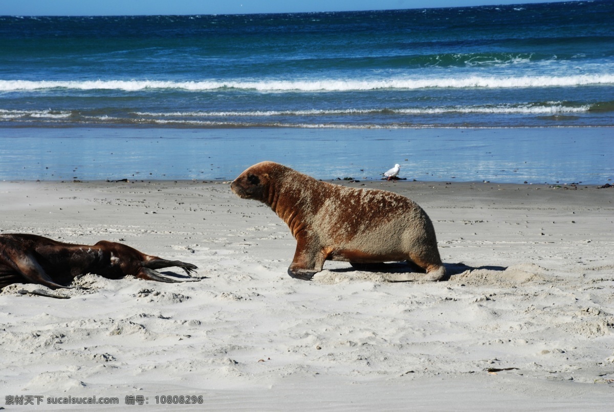 海豹 豹 海滩 海洋生物 生物世界 psd源文件
