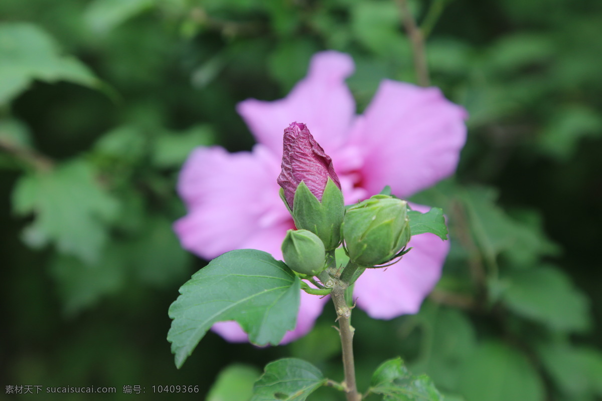 木槿 无穷花 花卉 花儿 花草 植物 园林绿化 绿化景观 花骨朵 花朵 花蕊 木槿木槿花 生物世界