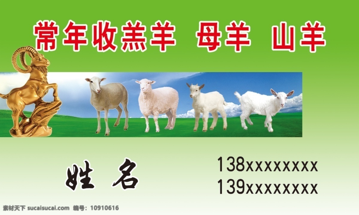 常年 收 羊羔 名片 收羊羔 羊 母羊 山羊 金羊 草原 价格公道 服务至上 草地 野草 名片卡片