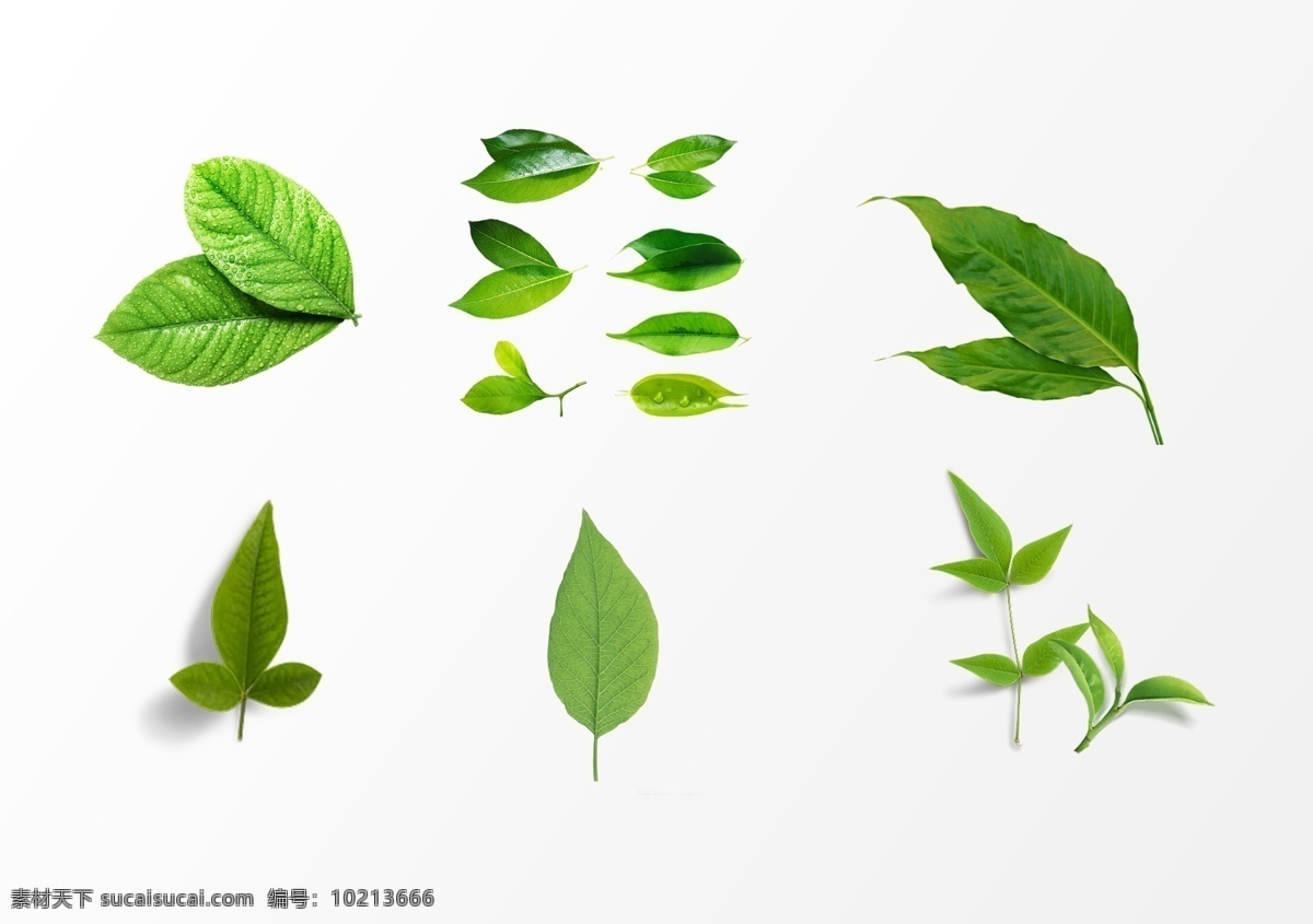 树叶素材 绿叶 青翠绿叶素材 春季 树木 卡通树叶 植物 点缀素材 底纹边框 彩色树叶 矢量树叶 秋叶 金色树叶 红色树叶 树木树叶 各种树叶 叶子 绿色叶子 枫叶 枫叶素材 树枝 花纹花边 一串树叶 绿色树叶 花卉植物 花草 手绘 时尚 梦幻 梦幻树叶 各种叶子 绿色树叶素材