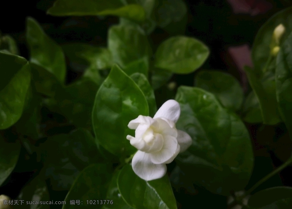 茉莉花 茉莉 花 植物 茉莉树 摄影专辑 自然景观 自然风景