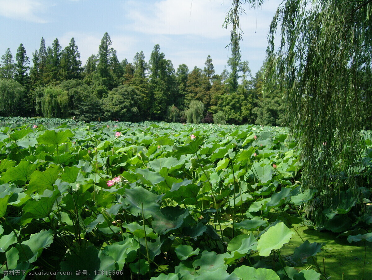 夏日 荷花 荷花池 荷花图片 湖水 湖水风景 树木 树木树叶 西湖 西湖风景 西湖风景图片 风景 生活 旅游餐饮