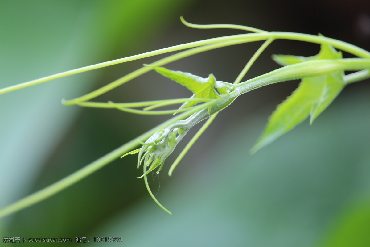 春天 春 芽 尖 绿 植物 生物世界 花草