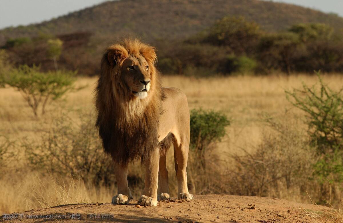 狮王 草原雄狮 猛兽 野生动物 保护动物 生物世界 雄狮 百兽之王 草原 森林 巨石 猎食 白狮子 白色