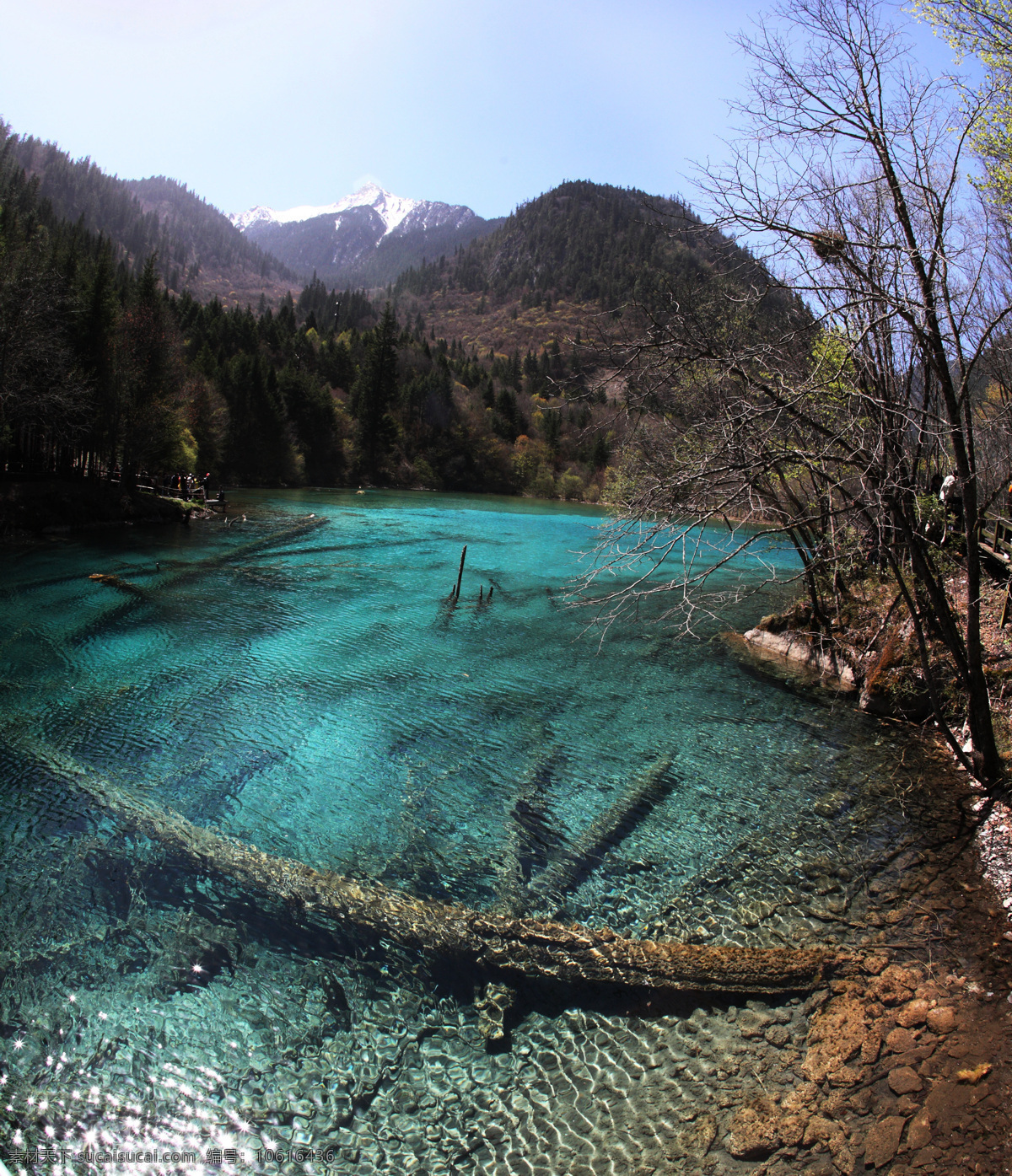 九寨沟风光 九寨沟 山水 雪山 森林 水波 枯树 自然景观 风景名胜