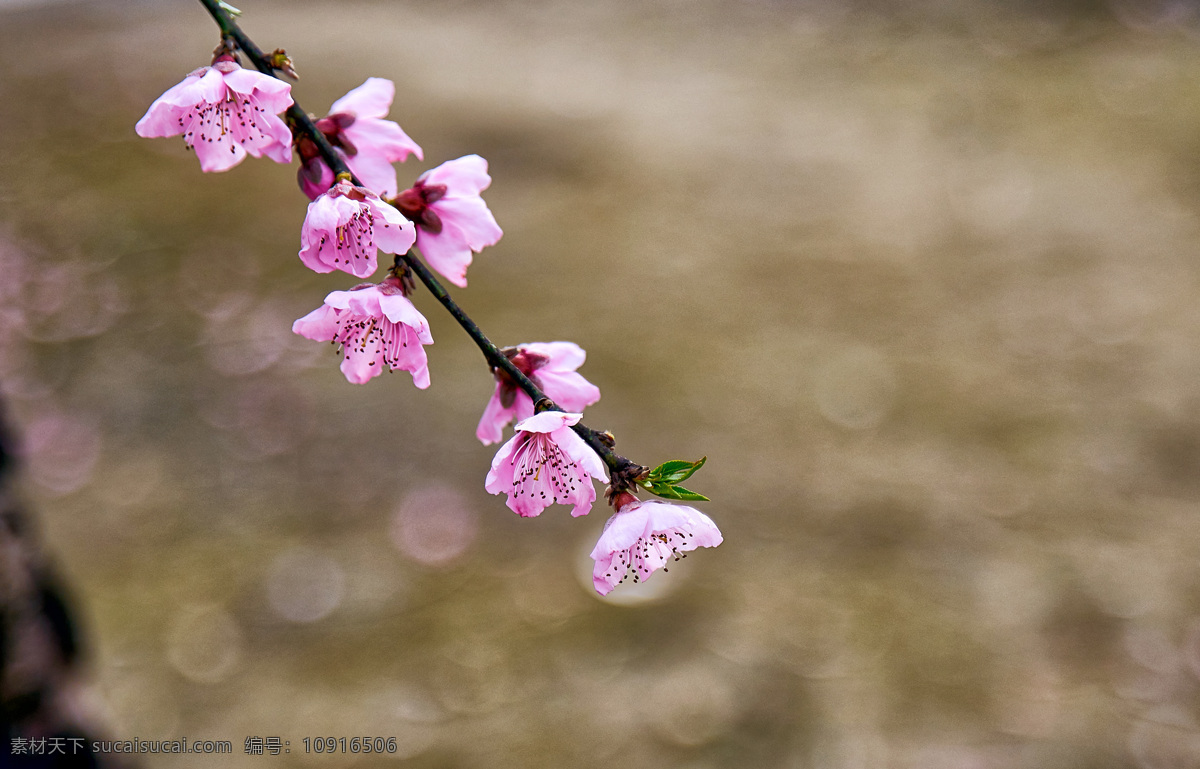花朵 桃花 花开 粉色 一枝桃花开 春暖花开 花枝 自然景观 田园风光