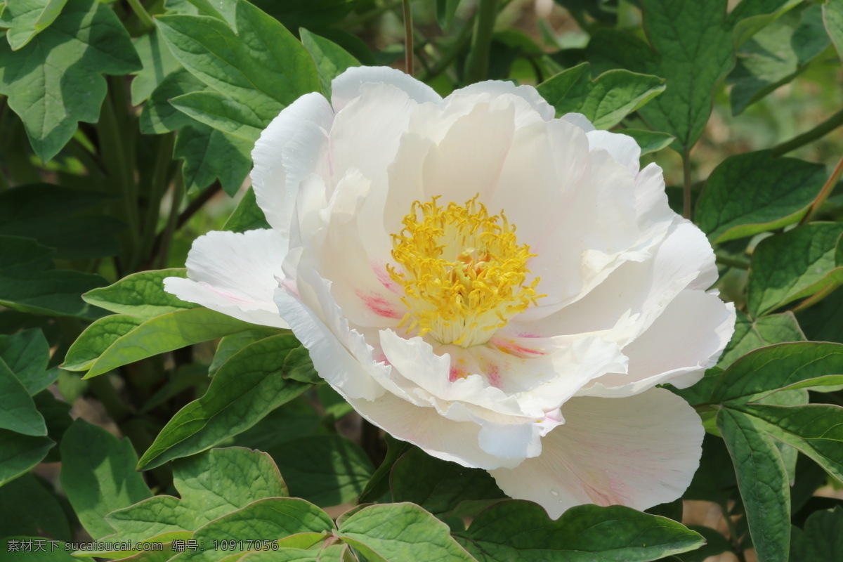 牡丹花 牡丹 观赏花卉 鼠姑 木芍药 百雨金 洛阳花 花朵 花瓣 花蕊 花卉 花儿 花草 植物 园林绿化 绿化景观 芍药牡丹 生物世界