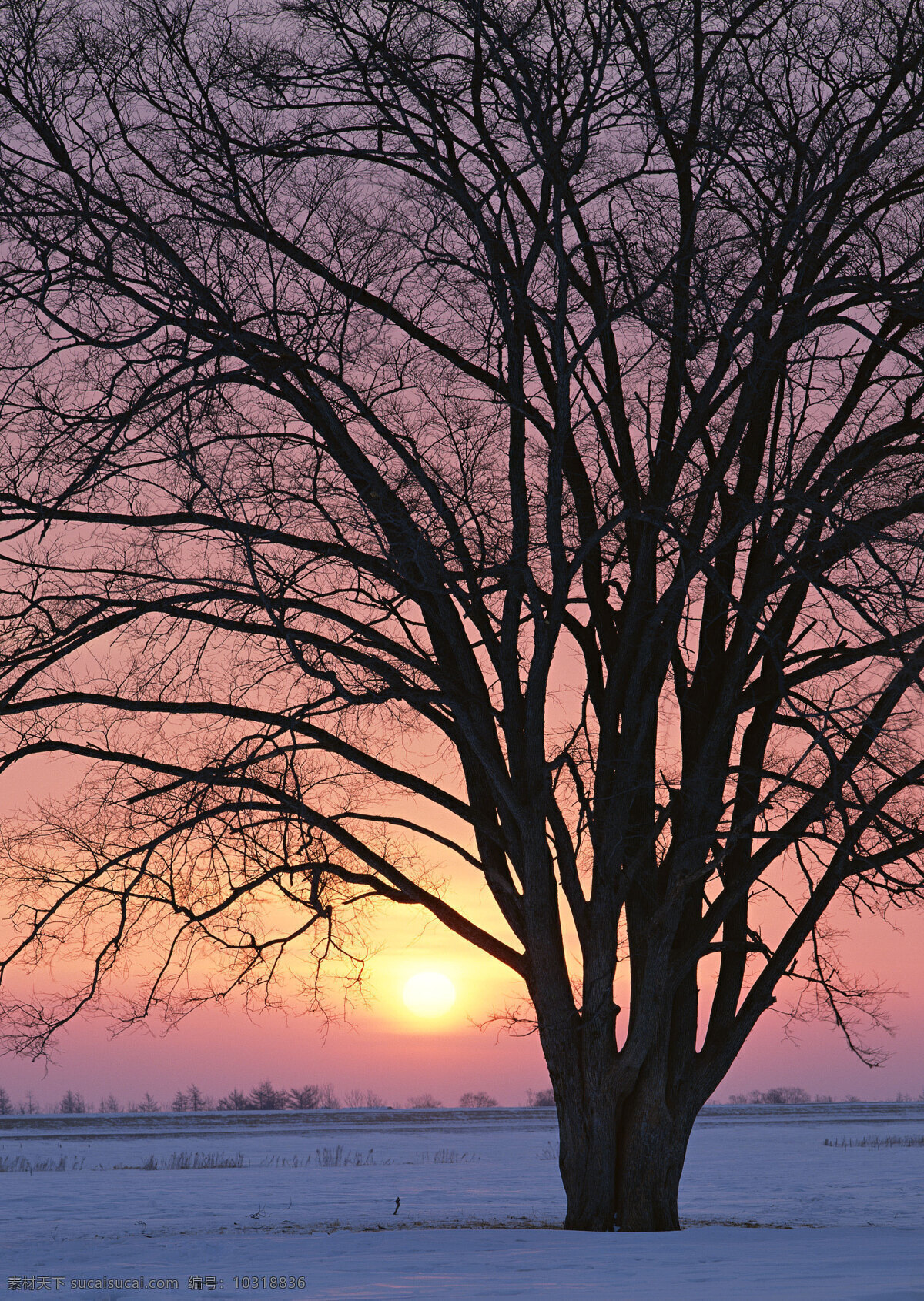 黄昏 时 大树 美丽风景 自然风景 风景摄影 大自然 美景 景色 雪地 夕阳 树木 花草树木 生物世界