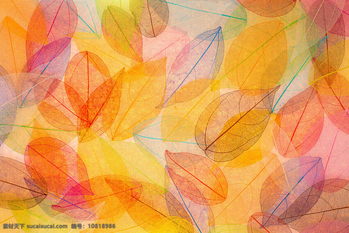 五彩 叶子 透明叶子 秋天叶子 叶脉 叶茎 绿叶 植物 叶子图片 其他风光 风景图片