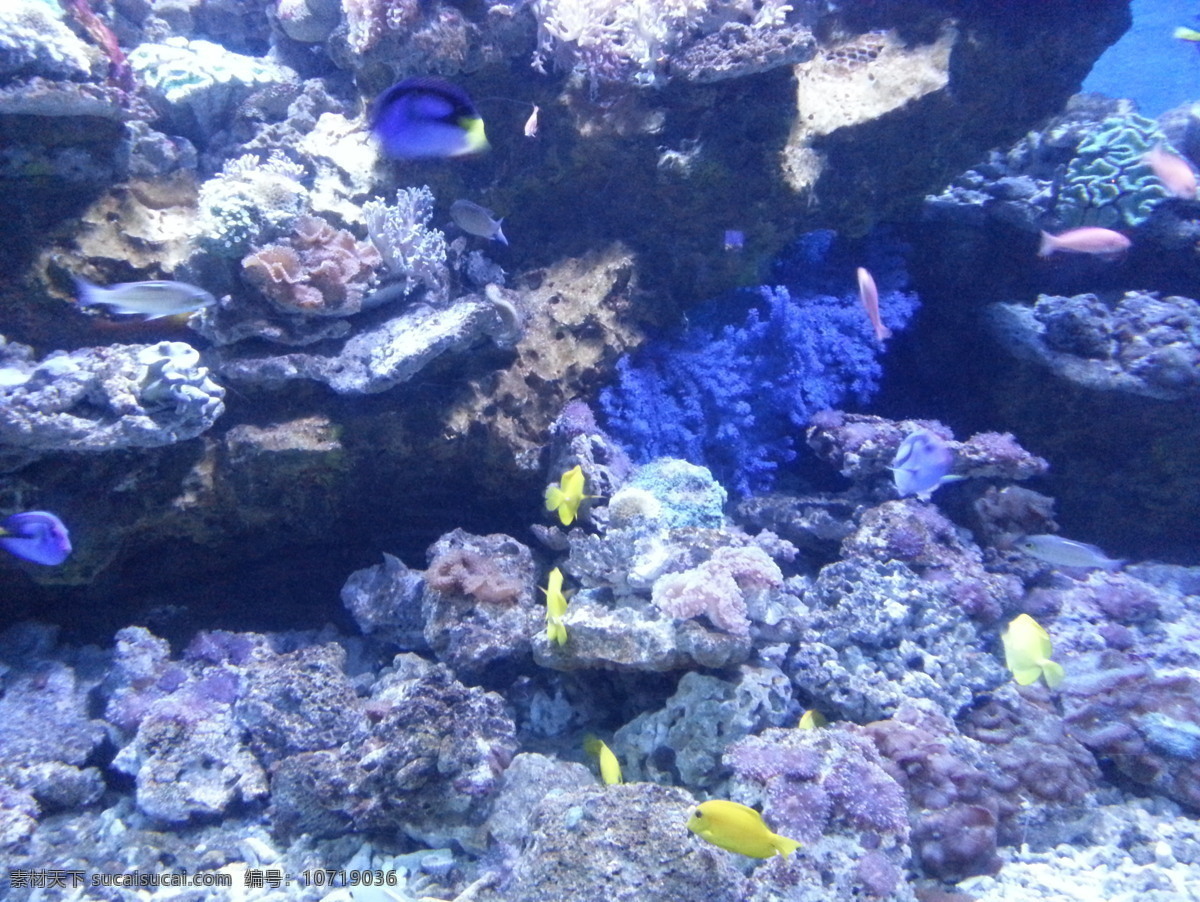 穿梭 小鱼 彩色 海底世界 蓝色 珊瑚 生物世界 鱼类 穿梭的小鱼