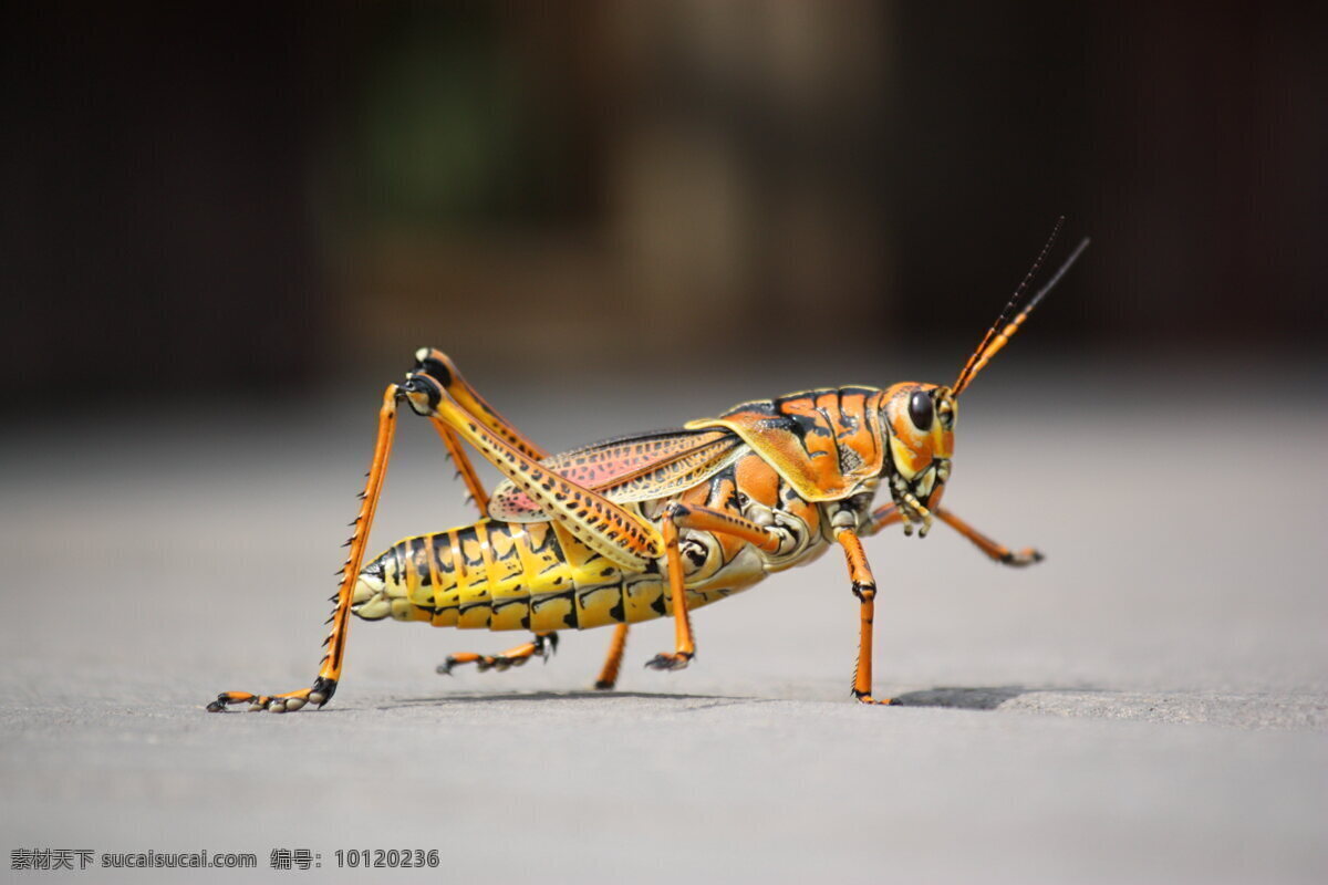 蚱蜢 雌虫 虫子 体绿色 黄褐色 虫类 小虫子 蝗科 蝗虫 昆虫 害虫 生物世界