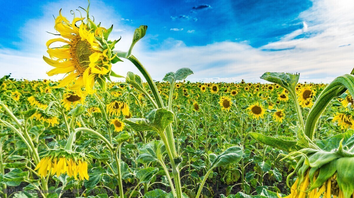 向日葵 绽放 阳光 光束 绿叶 天空 高清 大图片 蓝天白云 生物世界 花草