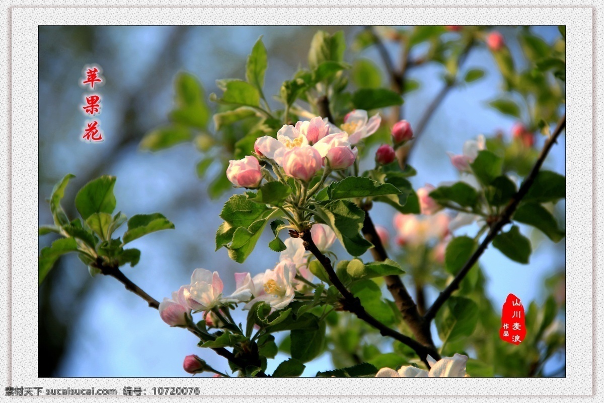 春天苹果花 春天 桃花 风光 林州 田园 花草 生物世界 白色