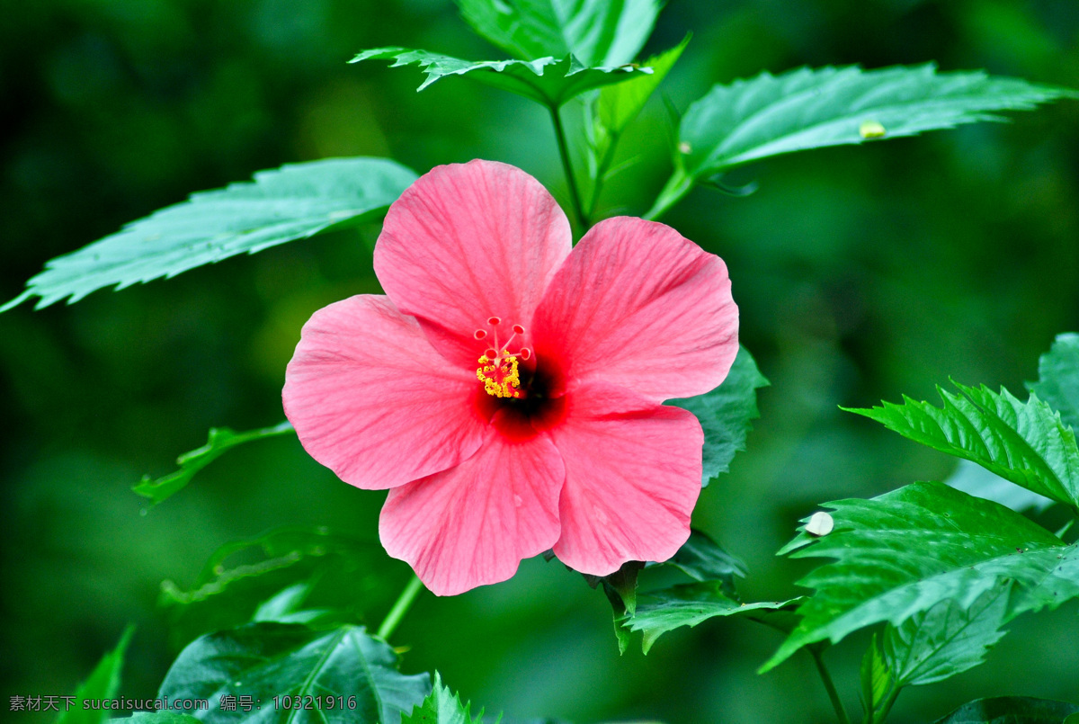 漂亮扶桑花 上海 辰山植物园 绿叶 粉红色 漂亮 红花 红色 花蕊 微距 植物 花草 生物世界