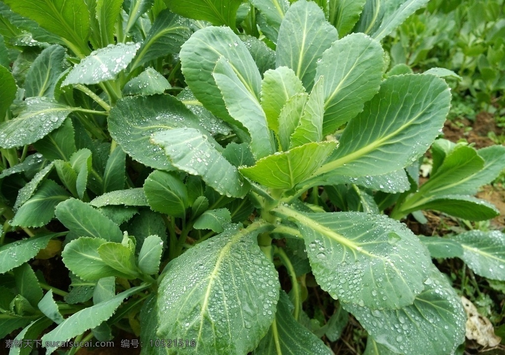 小白菜 春 春天 春风 春季 春意 风景 美丽白菜 蔬菜 春的气息 生物世界
