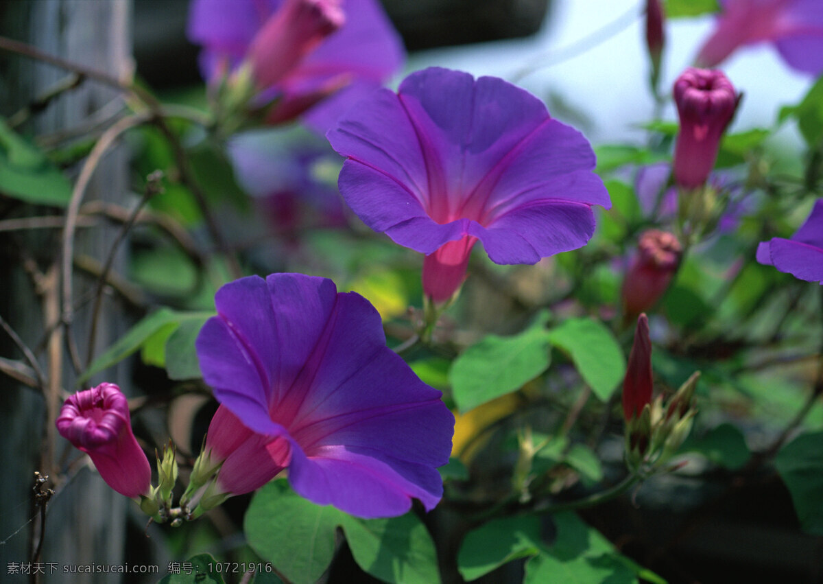 春季 淡雅 风光 花瓣 花草 花丛 花朵 花季 牵牛花 鲜花 赏花 生态 园林 花园 种植 野花 花香 装饰品 生物世界 摄影图库 psd源文件