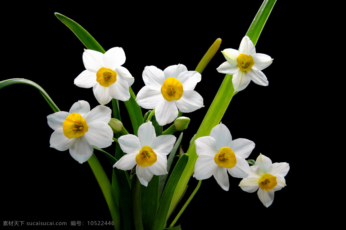 鲜花 美丽花朵 水仙花 漳州水仙 白色水仙