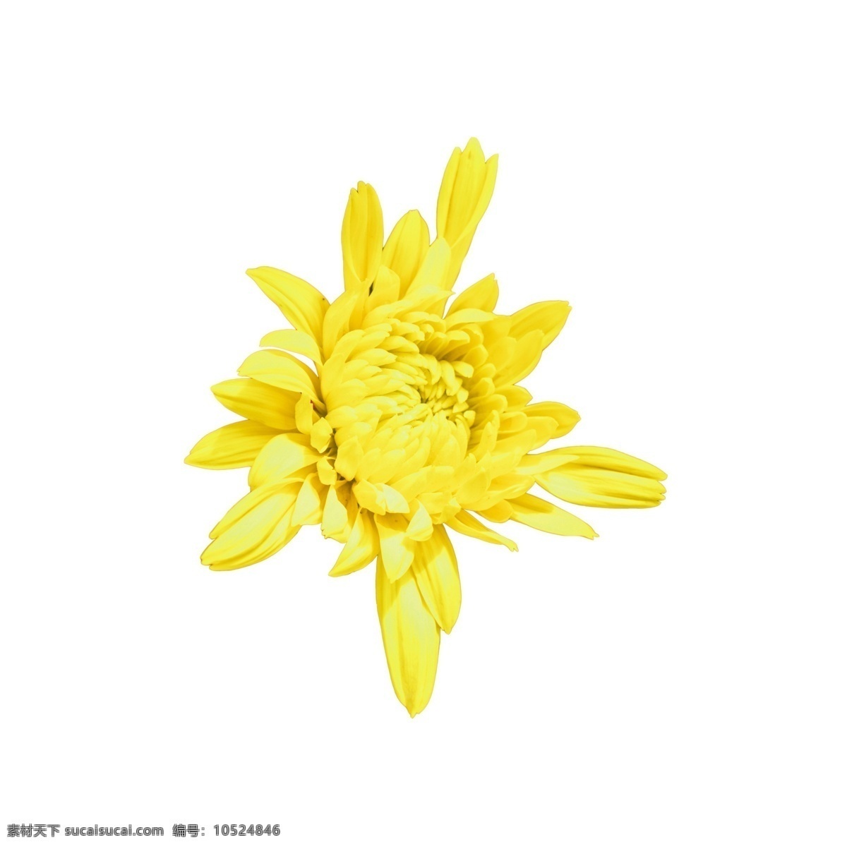 盛开 黄色 鲜花 黄色花朵 美丽鲜花 春天鲜花 卡通插图 创意卡通下载 插图 png图下载