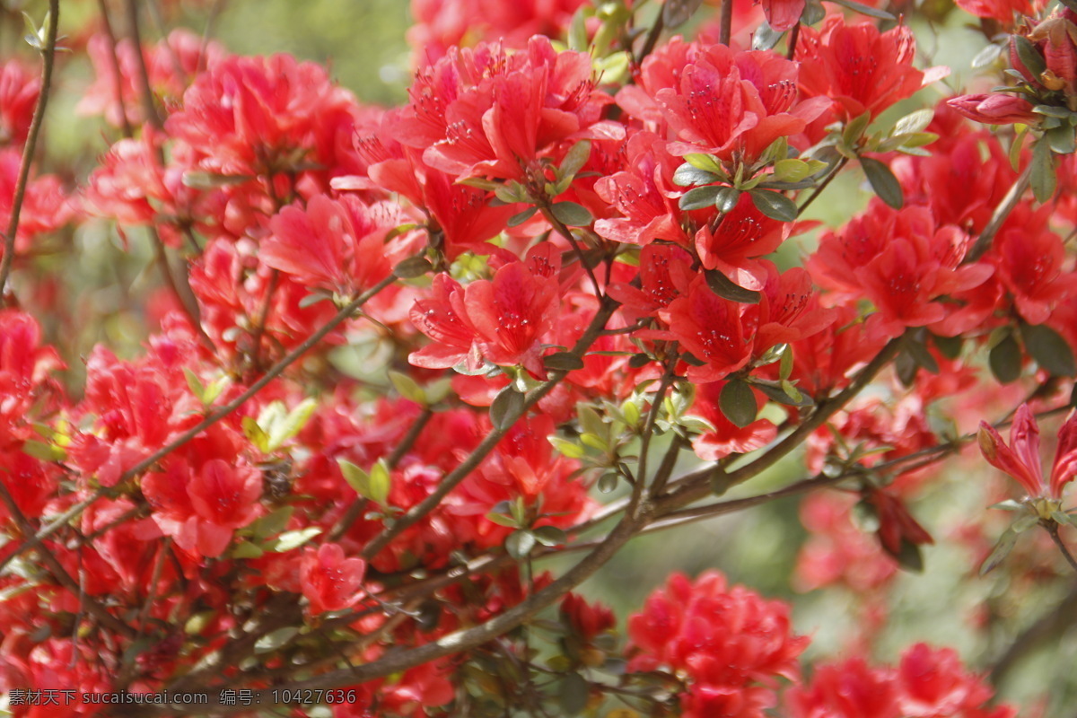 映山红 花 自然风光 摄影花素材 自然花图片 花草 生物世界 图片文件 红色