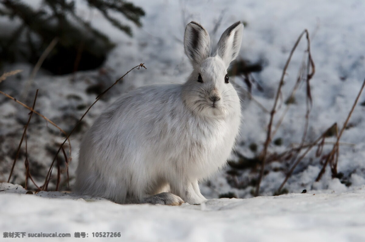 雪地 里 小 兔子 高清 小兔子 雪地兔子 雪兔 白兔