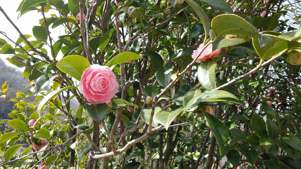 粉色山茶花 茶花图片 粉色茶花 粉色花朵 山茶花素材 山茶花