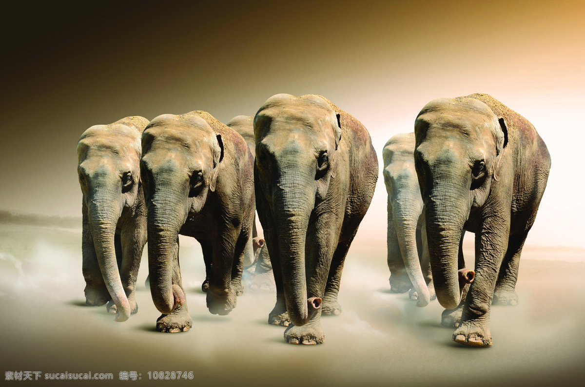 大象 大象素材 野生大象 动物素材 摄影素材 动物图片 野生动物 陆地动物 生物世界