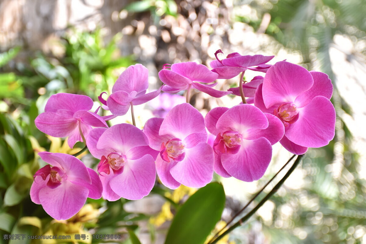 花 小红花 紫花 粉红花 蝴蝶花 花瓣 漂亮 自然 美丽的花 春天的花 自然景观 田园风光